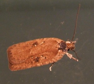 1170 Oecophoridae, depressinae, Agonopterix heracliana à v. 2008.07.24 (1bis).JPG