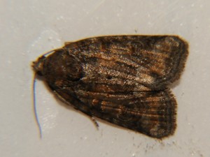 DSC04188.JPG