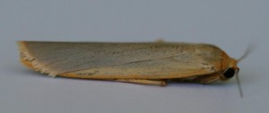 Copie de IMG_8071.jpg