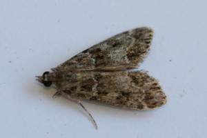 Copie de IMG_8120.jpg
