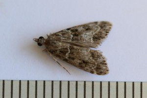Copie de IMG_8114.jpg