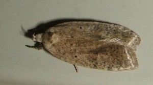 Oecophoridae, depressinae 2008.06.19 (1bis).JPG