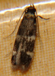 DSC04202.JPG