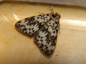 DSC04209.JPG