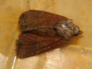 DSC04211.JPG