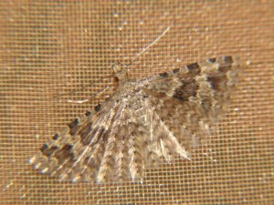 DSC04213.JPG
