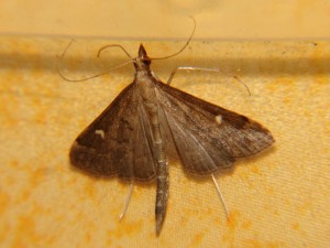 DSC04215.JPG