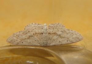 DSC04217.JPG