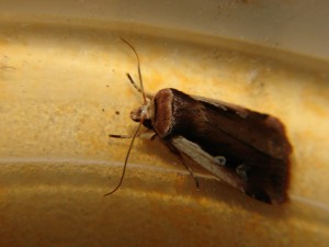 DSC04232.JPG