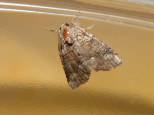 DSC04243.JPG