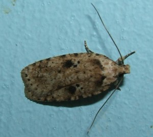 Oecophoridae, depressinae  Agonopterix arenella 2008.10.12 (2bis).JPG