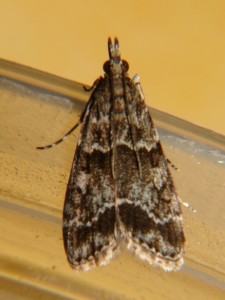 DSC04245.JPG