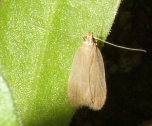 Oecophoridae, depressinae  voir Acompsia cinerella ou Depressaria pastinacella 2008.06.18 (1bis).JPG