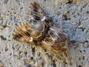 Calophasia lunula (Carvin).JPG
