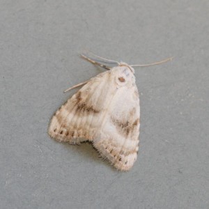 Copie de IMG_8245.jpg