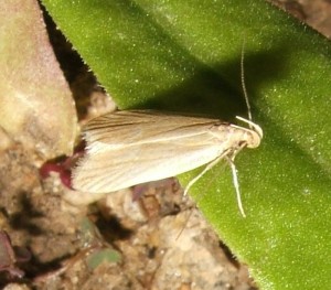 Oecophoridae, depressinae  voir Acompsia cinerella ou Depressaria pastinacella 2008.06.18 (4bis).JPG