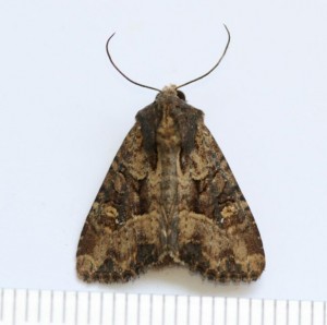 Copie de IMG_8166.jpg