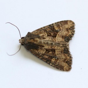 Copie de IMG_8168.jpg
