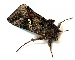 noctuidae - 1 - 21-07-2010.JPG