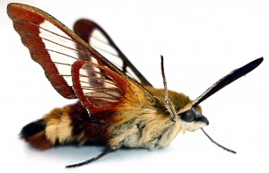 Sphingidae - Hemaris fuciformis 3 - Preuilly 16-07-2010.JPG