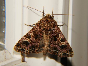 DSC04287.JPG