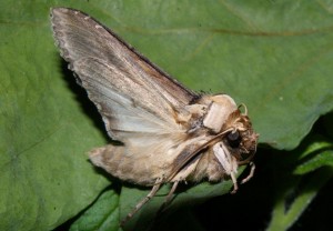 Liste 2183 Shargacucullia  scrophulariae 3 Teulier Emilien Albias 82 13052010.jpg