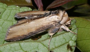 Liste 2181 Shargacucullia  scrophulariae Teulier Emilien Albias 82 13052010.jpg