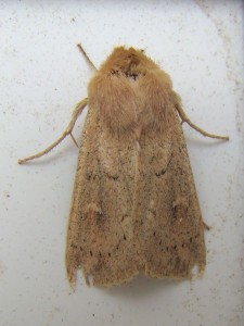 Mythimna ferrago (Carvin).JPG
