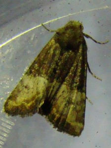 Mesoligia furuncula (lieu St Amand).JPG