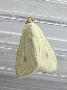 Sitochroa palealis (Carvin).JPG