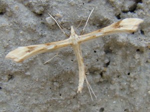 Platyptilia ochrodactyla (Carvin).JPG