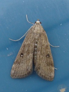 Parapoynx stratiotata (Carvin).JPG