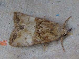 Mesoligia furuncula (Carvin).JPG