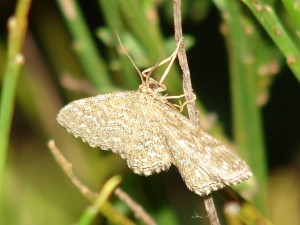 DSC04428.JPG