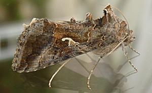 noctuidae - autographa gamma 2 - 27-07-2010.JPG