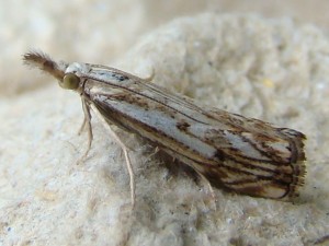 Catoptria falsella (Carvin).JPG