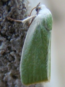 Earias clorana (Carvin).JPG