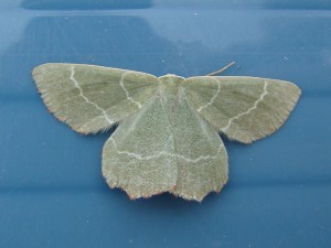 Thalera fimbrialis (Carvin).JPG