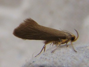 Batia unitella (Carvin).JPG