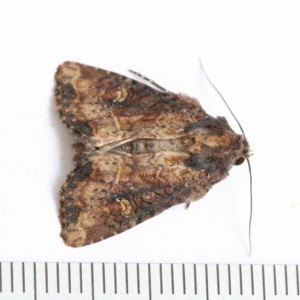 Copie de IMG_8586.jpg