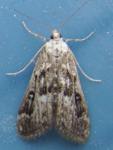 Parapoynx stratiotata (Carvin).JPG