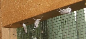 0694 Yponomeuta cagnagella Grand hyponomeute du fusain cycle de vie (6bis).JPG