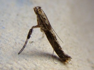 Gracillariidae (Carvin).JPG
