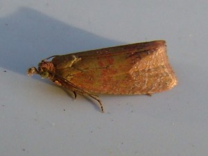 Celypha rosaceana (Carvin).JPG