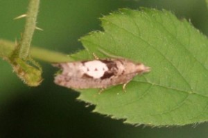 Copie de IMG_8616.jpg