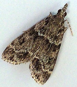 Ortholepis betulae.JPG