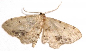 geometridae.JPG