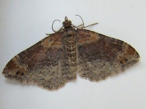 Xanthorhoe spadicearia (Carvin).JPG