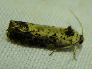 Hedya salicella (Phal).JPG