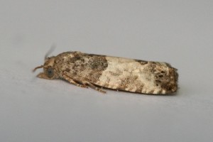 Copie de IMG_8799.jpg